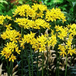 Complete Allium Collection -Garden Bulbs Store 630126 2