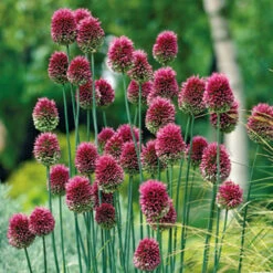 Complete Allium Collection -Garden Bulbs Store 630126 5