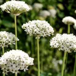 Complete Allium Collection -Garden Bulbs Store 630126 6