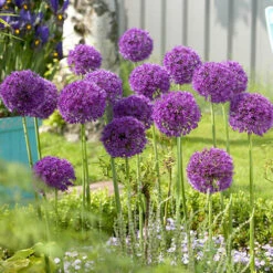 Complete Allium Collection -Garden Bulbs Store 630126 7