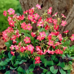 The Complete Summer Flowering Bulb Collection -Garden Bulbs Store 630130 6