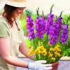 Gladiolus & Freesia Drop-In Bulb Pack 1 Gladiolus & Freesia Drop-In Bulb Pack -Garden Bulbs Store 630175