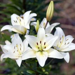 Plant-O-Mat Lilium And Liatris Kit -Garden Bulbs Store 630176 2