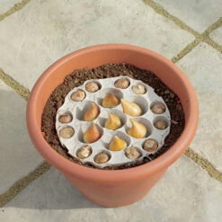 Blooming Fast Drop In Bulb Planter Tulip And Muscari Kit -Garden Bulbs Store 630187 1