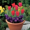 Blooming Fast Drop In Bulb Planter Tulip And Crocus Kit 1 Blooming Fast Drop In Bulb Planter Tulip And Crocus Kit -Garden Bulbs Store 630188