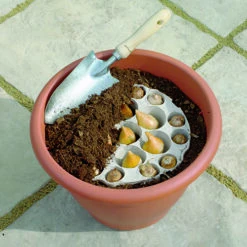 Blooming Fast Drop In Bulb Planter Tulip And Crocus Kit -Garden Bulbs Store 630188 2