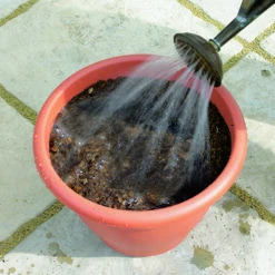 Blooming Fast Drop In Bulb Planter Tulip And Crocus Kit -Garden Bulbs Store 630188 3