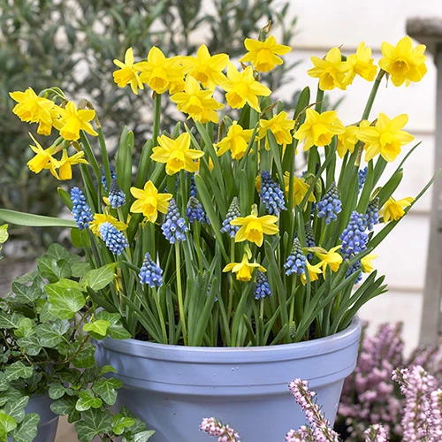 Blooming Fast Drop In Bulb Planter Narcissus And Muscari Kit 3 Blooming Fast Drop In Bulb Planter Narcissus And Muscari Kit