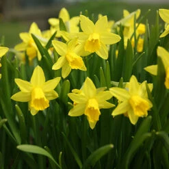 Blooming Fast Drop In Bulb Planter Narcissus And Muscari Kit 9 Blooming Fast Drop In Bulb Planter Narcissus And Muscari Kit -Garden Bulbs Store 630189 2