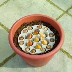 Blooming Fast Drop In Bulb Planter Narcissus And Muscari Kit 10 Blooming Fast Drop In Bulb Planter Narcissus And Muscari Kit -Garden Bulbs Store 630189 3