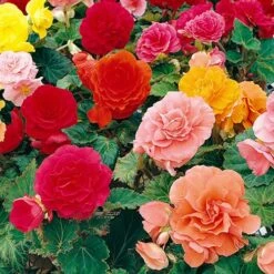 Belgian Giant Flowered Upright Begonias -Garden Bulbs Store 630192 2