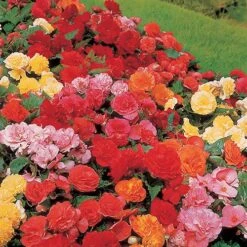 Belgian Giant Flowered Upright Begonias -Garden Bulbs Store 630192 3