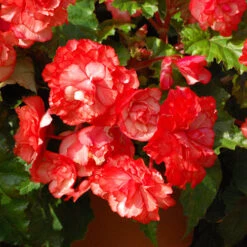 Belgian Giant Begonias - 10 Upright And 10 Trailers -Garden Bulbs Store 630194 5