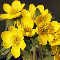 Complete "In The Green" Bulb Saver Collection -Garden Bulbs Store 630203 4