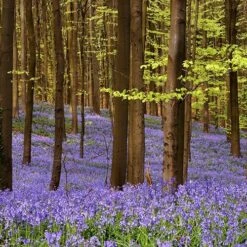 Complete "In The Green" Bulb Saver Collection -Garden Bulbs Store 630203 6