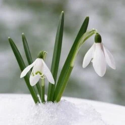 Complete "In The Green" Bulb Saver Collection -Garden Bulbs Store 630203 7