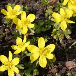 Complete "In The Green" Bulb Saver Collection -Garden Bulbs Store 630203 8