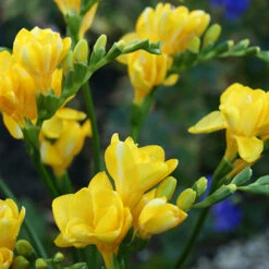 Summer Flowering Balcony Plant-O-Mat -Garden Bulbs Store 630217 4