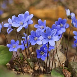 Summer Flowering Balcony Plant-O-Mat -Garden Bulbs Store 630217 6