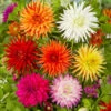 Dahlia Cactus Mixed -Garden Bulbs Store 630225
