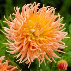 Dahlia Cactus Mixed -Garden Bulbs Store 630225 2