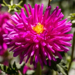 Dahlia Cactus Mixed -Garden Bulbs Store 630225 4