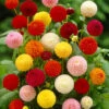Dahlia Pom Pom Mix -Garden Bulbs Store 630320