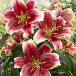 Skyscraper Lily Collection -Garden Bulbs Store 630326 3