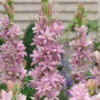 Polianthes Tuberosa 'Pink Sensation' -Garden Bulbs Store 630362