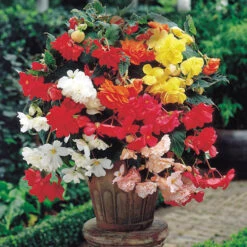 Begonia Giant Fantasy Mix -Garden Bulbs Store 630372 2