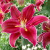 'King Charles' Lily -Garden Bulbs Store 650131