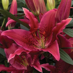 'King Charles' Lily -Garden Bulbs Store 650131 3