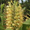 Hardy Ginger Lily - Hedychium 2 Hardy Ginger Lily - Hedychium -Garden Bulbs Store 660003