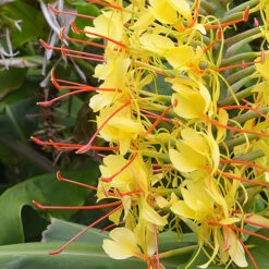 Hardy Ginger Lily - Hedychium -Garden Bulbs Store 660003 2