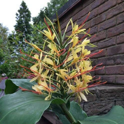Hardy Ginger Lily - Hedychium -Garden Bulbs Store 660003 3