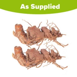 Hardy Ginger Lily - Hedychium -Garden Bulbs Store 660003 4