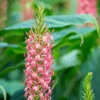 Ginger Lily Hedychium 'Pink Princess' -Garden Bulbs Store 660013