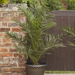 Phoenix Canariensis 'Canary Island Date Palm' -Garden Bulbs Store 680005 3