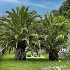 Phoenix Canariensis 'Canary Island Date Palm' -Garden Bulbs Store 680005 4