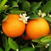 Large Orange Tree -Garden Bulbs Store 680019