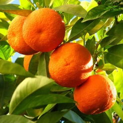 Large Orange Tree 8 Large Orange Tree -Garden Bulbs Store 680019 1