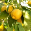 Large 'Eureka' Lemon Tree -Garden Bulbs Store 680020