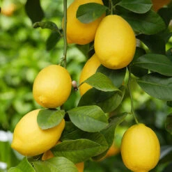 Large 'Eureka' Lemon Tree 8 Large 'Eureka' Lemon Tree -Garden Bulbs Store 680020 1