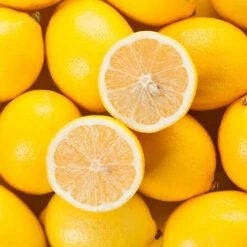 Large 'Eureka' Lemon Tree 9 Large 'Eureka' Lemon Tree -Garden Bulbs Store 680020 2