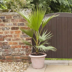 Cotton Palm Washingtonia -Garden Bulbs Store 680024 1