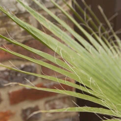 Cotton Palm Washingtonia -Garden Bulbs Store 680024 2