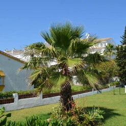 Cotton Palm Washingtonia -Garden Bulbs Store 680024 5