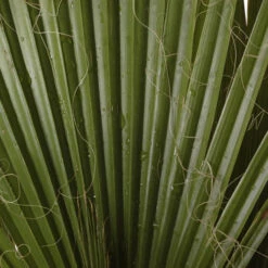 Cotton Palm Washingtonia -Garden Bulbs Store 680024 6