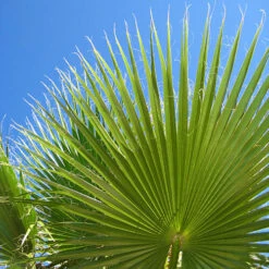 Cotton Palm Washingtonia -Garden Bulbs Store 680024 7