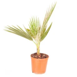 Cotton Palm Washingtonia -Garden Bulbs Store 680024 8